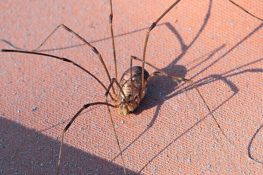 Opilio canestrinii da Molini di Triora